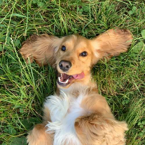 Un chien autorisé (hors 1ère et 2ème cat.) au Camping Medrose à Saint-Thomé Tohapi